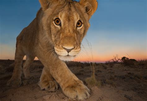 Wildlife Photos Of The Year 2024 - Kippy Merrill