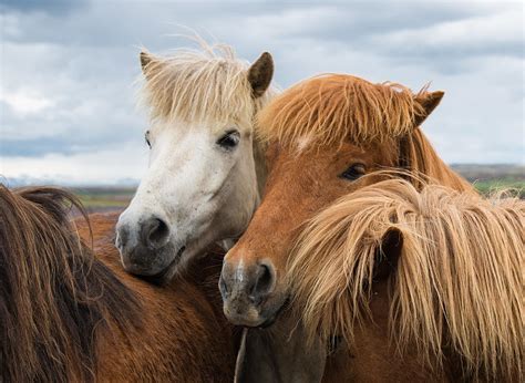 happy horse friends  iceland photograph  matthias hauser pixels