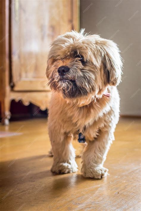 Premium Photo | Beautiful milk chocolate havanese dog