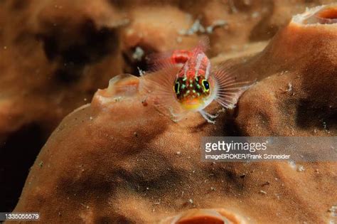 Dwarf Pygmy Goby Photos and Premium High Res Pictures - Getty Images