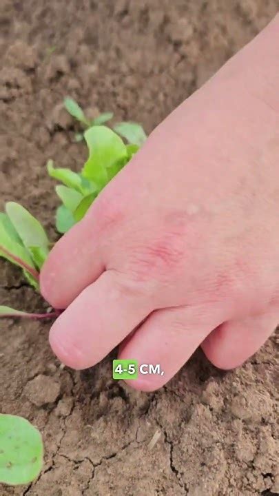 СОХРАНИМ УРОЖАЙ СВЁКЛЫ! Правильное прореживание свёклы. Пересадка ...