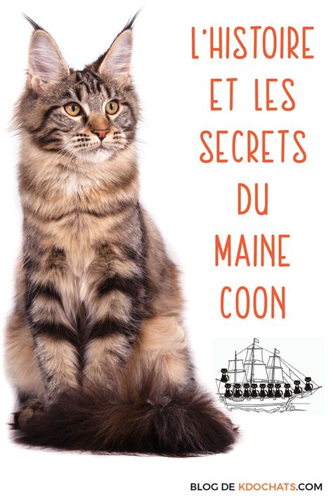 Le chat maine coon le plus grand chat de race origine et histoire – Artofit