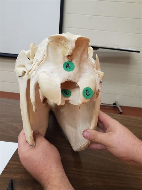 horse skull 3 Diagram | Quizlet