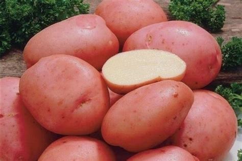 Картофель Алена: описание и характеристики, особенности посадки и ...