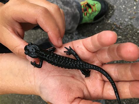 Salamander spezial - NATOPIA - PROJEKTE