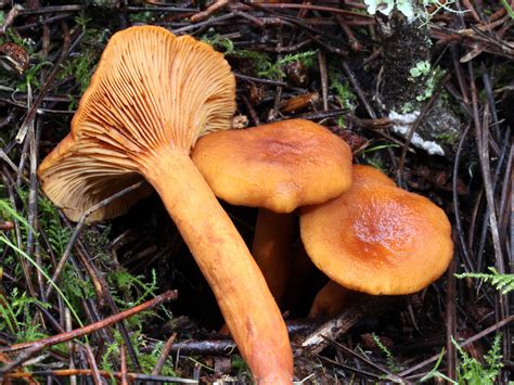 Lactarius - Alchetron, The Free Social Encyclopedia