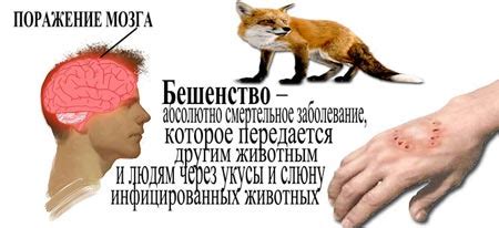 Бешенство у человека: признаки, симптомы вируса, прививки и профилактика