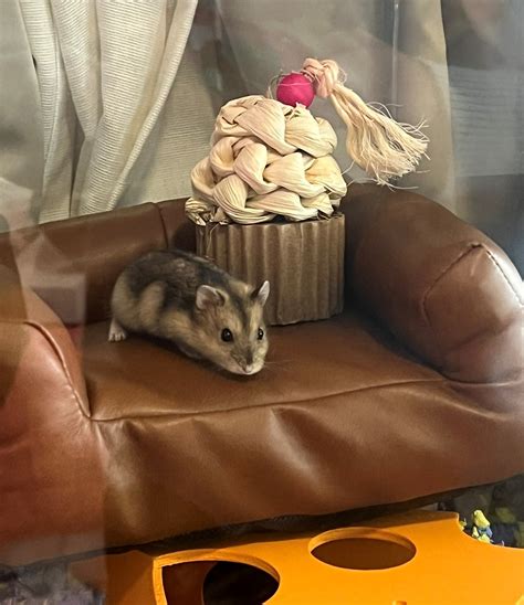 OTK on Twitter: "@emiru this little guy is gonna leak more behind the