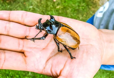 Close Up Big Rhinoceros Beetle or Bug on Human Hand.Outdoor Nature ...