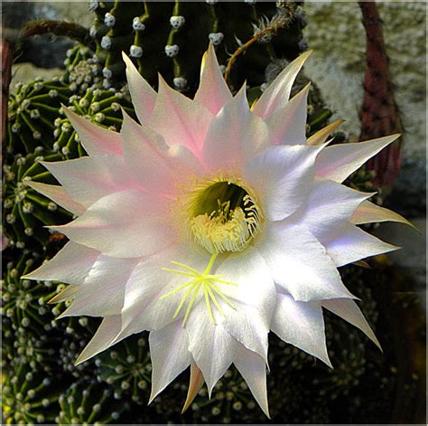 FOTO NATURA HUESCA 2: ECHINOPSIS OXYGONA (Link) Zucc. ex Pfeiff. & Otto ...