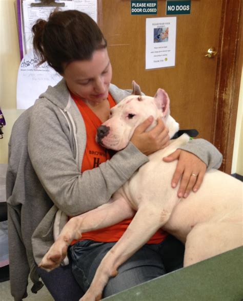 Brown County Humane Society | Why Breed Bans Don't Work