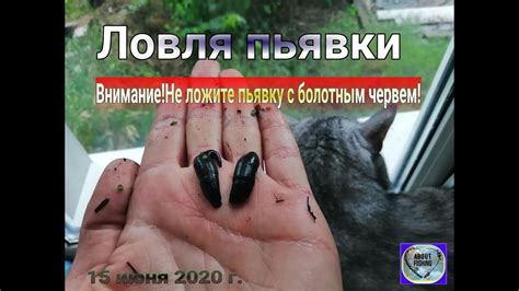 Пьявка - YouTube