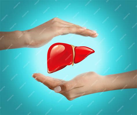 Premium Photo | Woman holding hands around illustration of liver on