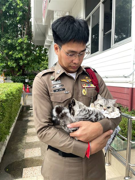 Cat ‘Arrested’ in Bangkok After Biting Cops During Rescue, Mugshot Goes