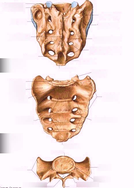 sacrum Diagram | Quizlet