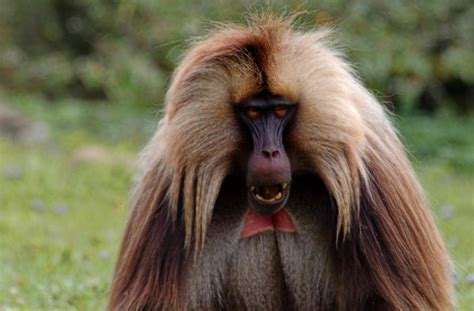 Gelada Monkey Profile, Habitat, Diet, Description, Facts - Primates Park