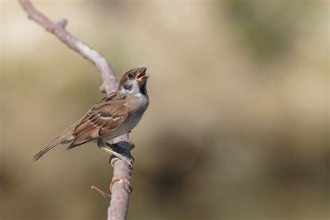 Passero | JuzaPhoto