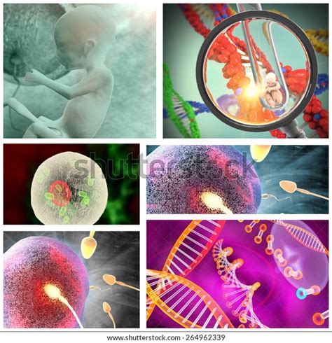 Human Fertilization Process Stock Illustration 264962339