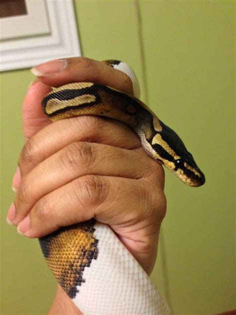 Piebald ball python | Cute snake, Ball python morphs, Snake terrarium