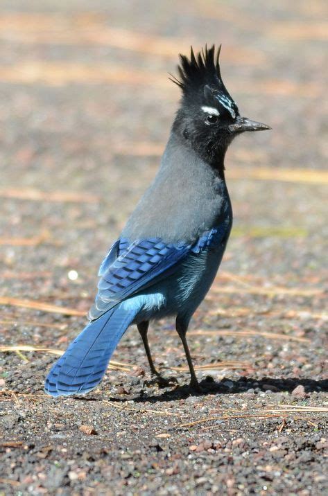 The beautiful Steller's Jay in Flagstaff, Arizona.- Photo by Noel ...