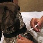 Pet Immuniaztion: Far Riskier Than You Might Think, Yet Highly Promoted ...
