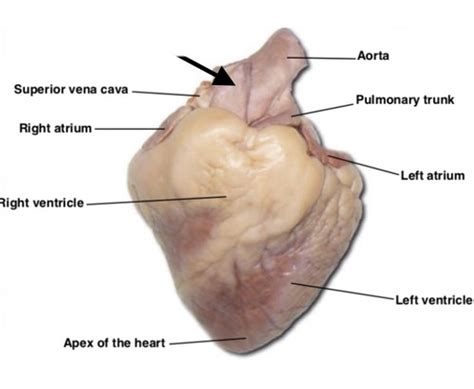 Sheep Heart Flashcards | Quizlet