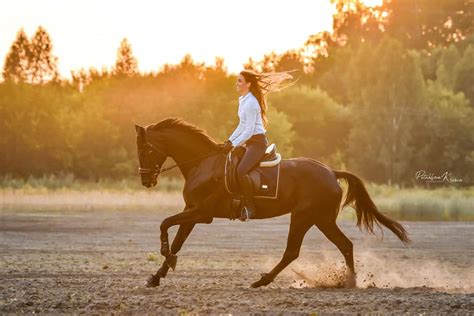 Русская верховая лошадь (Russian Riding breed or Orlov-Rostopchin ...