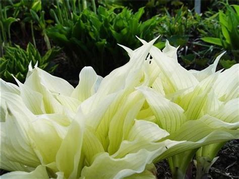 Variegated Shade Plants - Landscaping Network | Shade plants, Plants ...