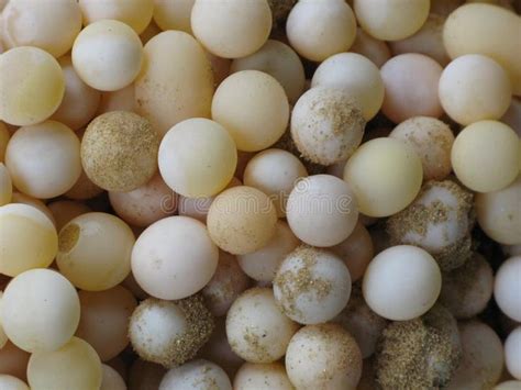 turtle egg  cute  soft shelled turtle egg ad cute egg