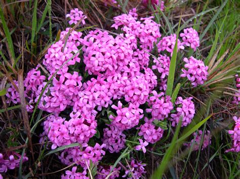 File:Daphne cneorum.JPG - Wikimedia Commons