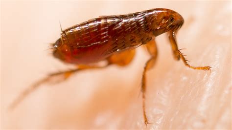 dangers   control fleas target  pest control