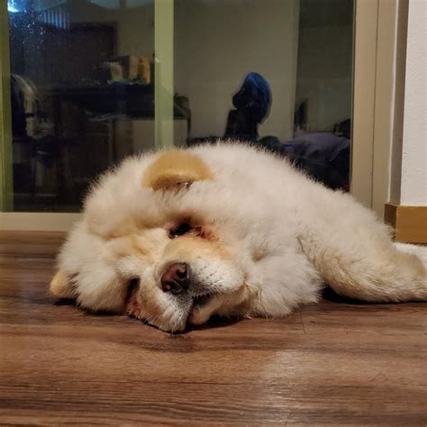 Why does my puppy chow chow always have tears? : r/chowchow