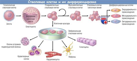 Виды стволовых клеток и их характеристика