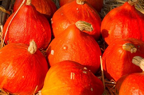 Pumpkin Fall Halloween - Free photo on Pixabay - Pixabay