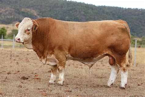 sapi simmental sapi favorit peternak  penggemukan optimal