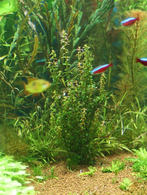 Aquahobbiest: Rotala sp. "pearl" (Rotala sp. perls, rotala sp. mini)