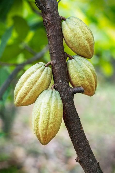 Cacao Fruit on a Cacao Tree Stock Photo - Image of fresh, jungle: 243389536