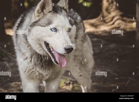 Siberian Husky Dog Stockfotos und -bilder Kaufen - Alamy