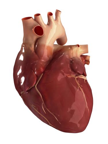 How the Heart works - HOw our body functions