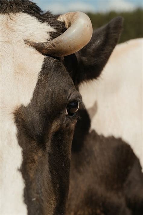 Cow Face Photos, Download The BEST Free Cow Face Stock Photos & HD Images