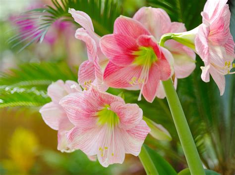 Anatomy of the Amaryllis Flower