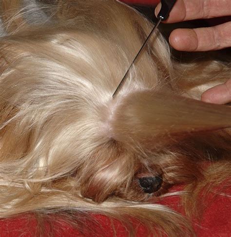 how to cut yorkies hair at home