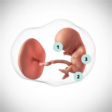 Primeiro Orgao A Ser Formado No Feto - Como a barriga fica no início da gravidez? Veja fotos da evolução do ...