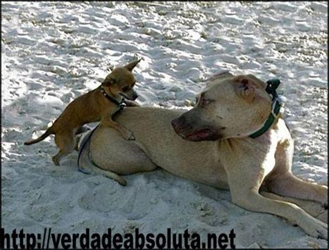 Animais selvagens ou não...!: Homem é detido por fazer sexo com cachorro