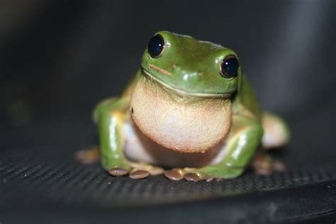 What do frogs eat