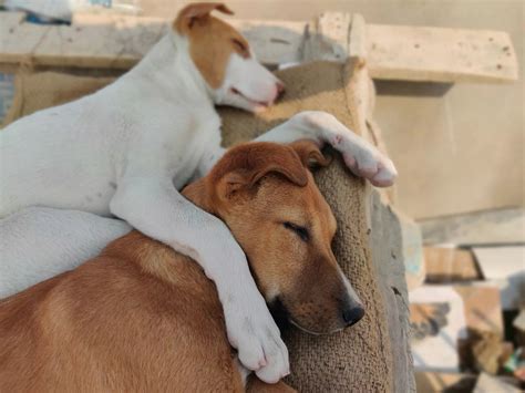 How Dogs Detect Illness in Humans – Canine Culture