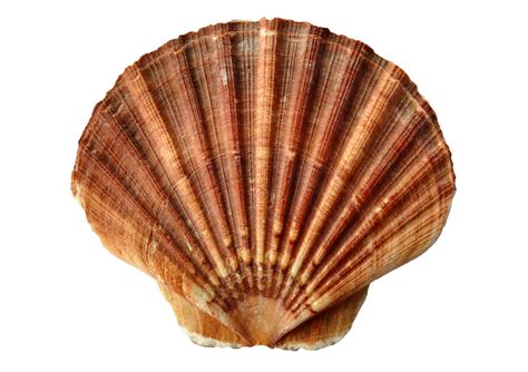 picture   clam shell