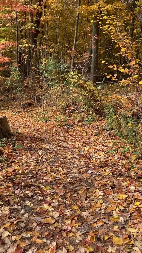 Riding Through the Fall Colours at Bronte Creek in Ontario, Canada : r/Fall