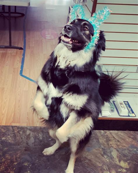 The Izzy bunny hopped on by... - Quicksilver Photo Lab