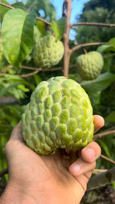 PPC (Phet Pak Chong) Atemoya GRAFTED TREE – Miami Fruit